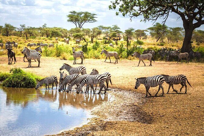 8-Days Private Luxury Safari: Serengeti, Ngorongoro & Materuni - A Detailed Breakdown of the Safari Experience