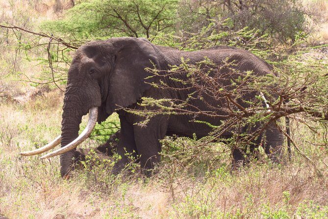 8 Days Safari to Amboseli, Great Rift Valley Lakes & Masai Mara - An Authentic 8-Day Kenyan Safari Experience