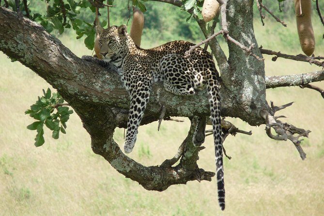 8 Days Safari to Amboseli, Great Rift Valley Lakes & Masai Mara - Who This Tour Is Best For
