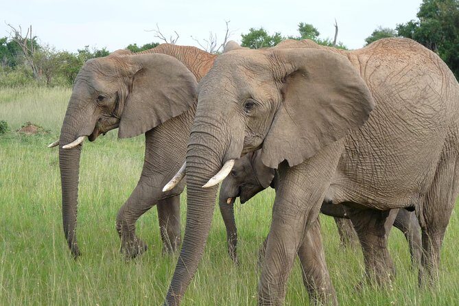 8 Days Safari to Amboseli, Great Rift Valley Lakes & Masai Mara - FAQ about the 8-Day Amboseli, Rift Valley & Masai Mara Safari