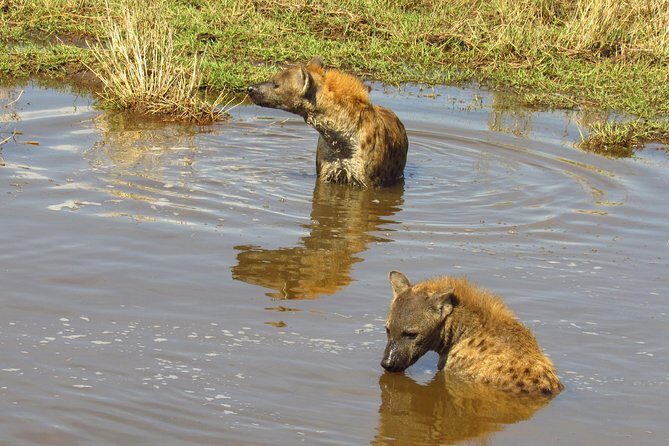 8 Days Safari to Amboseli, Great Rift Valley Lakes & Masai Mara - Final Thoughts