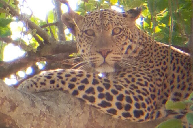 8 Days Safari to Mikumi NP, Ruaha NP and Nyerere NP + Isimila Stone Age Site - Arrival and First Impressions at Mikumi NP