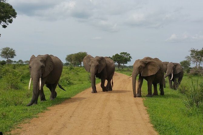 8 Days Safari to Mikumi NP, Ruaha NP and Nyerere NP + Isimila Stone Age Site - The Rocky, Baobab-Laden Landscape of Ruaha