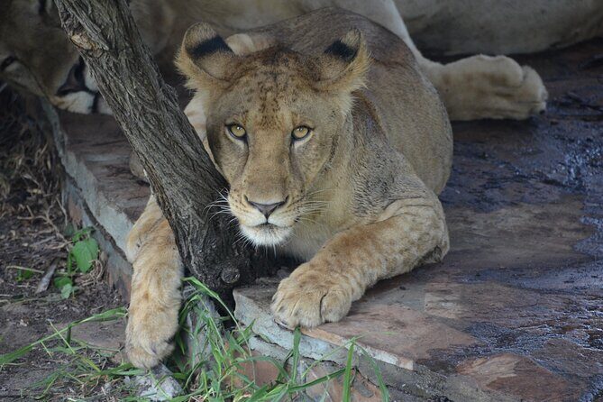 8 Days Safari to Mikumi NP, Ruaha NP and Nyerere NP + Isimila Stone Age Site - In-Depth Game Viewing: Land and Water