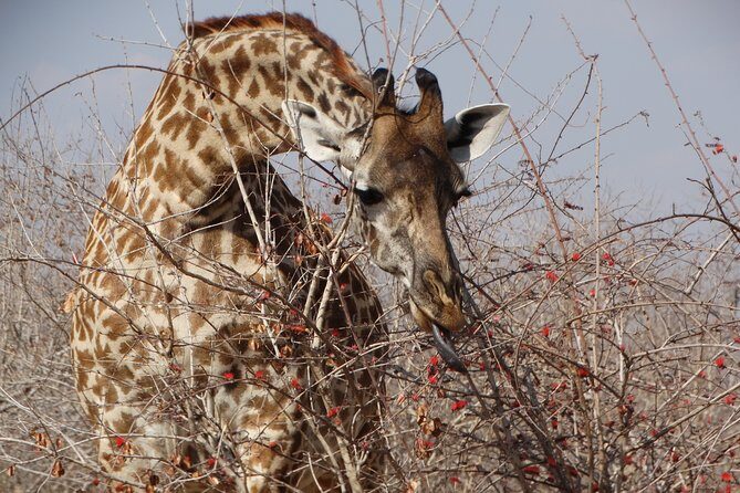 8 Days Safari to Mikumi NP, Ruaha NP and Nyerere NP + Isimila Stone Age Site - The Walking Safari and Final Moments