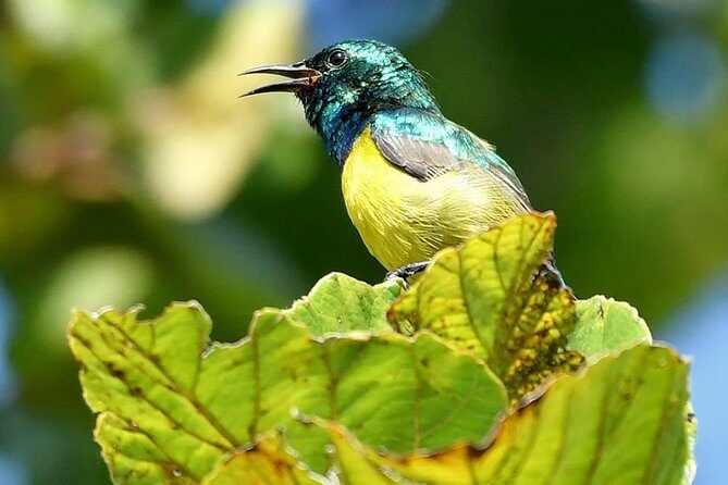 8 Days Safari to Mikumi, Ruaha & Udzungwa Mountains - FAQ