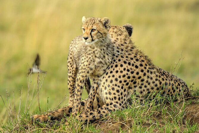 8 Days Serengeti Migration safari - Who Should Consider This Tour?
