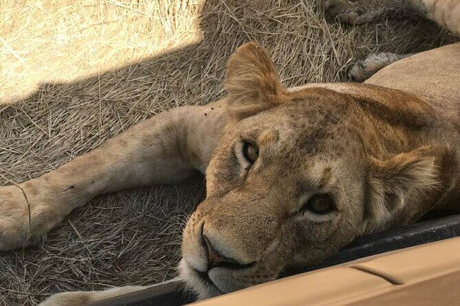 8 Days Serengeti Migration safari - Frequently Asked Questions