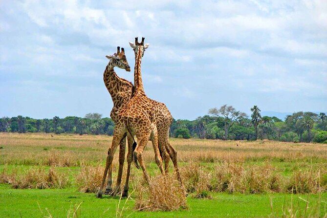 8 Days Serengeti Migration safari - Final Thoughts