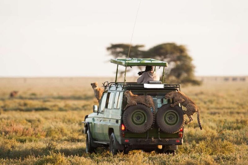 8 days Spectacular Tanzania Northern Circuit Wildlife Safari - FAQs
