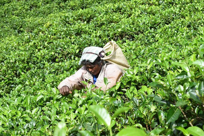 8 Days Sri Lanka round tours with privet driver, vehicle and H/B accommodations - Day 3: Gardens, Tea, and Hill Country Charm