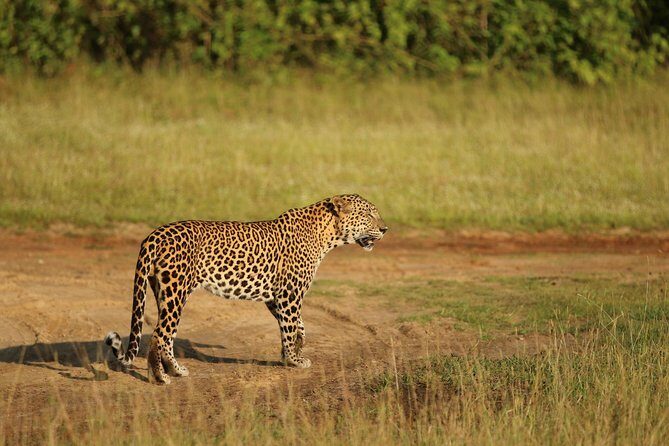 8 Days Sri Lanka round tours with privet driver, vehicle and H/B accommodations - Day 5: Temples, Waterfalls, and Safari Options