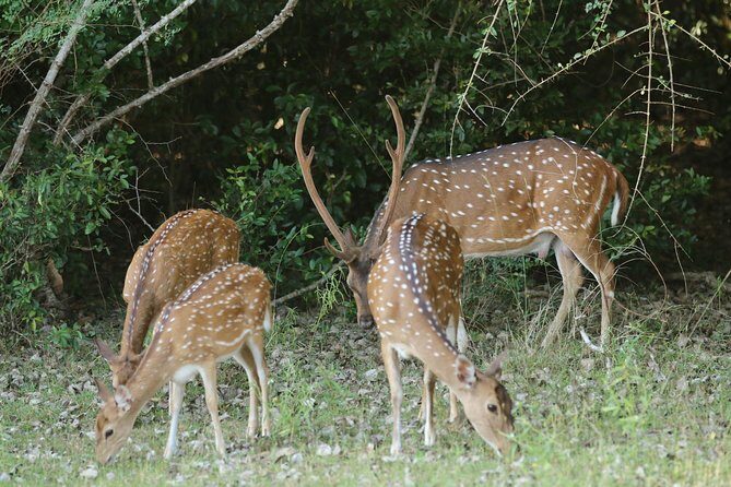 8 Days Sri Lanka round tours with privet driver, vehicle and H/B accommodations - Day 8: Departure and Optional Galle Excursion