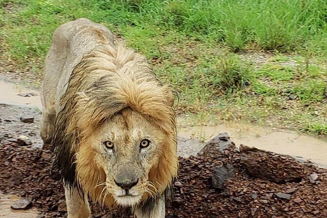 8 Days Tanzania Adventure Tented Camps Safari - Final Thoughts
