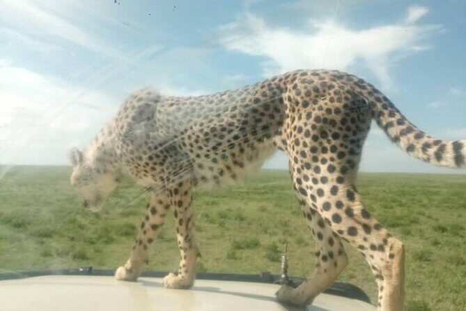 8 Days Tanzania Adventure Tented Camps Safari - FAQ