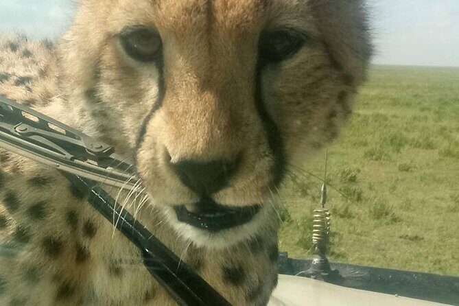 8 Days Tanzania Adventure Tented Camps Safari - Final Words