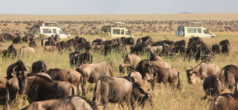 8 Days Tanzania serengeti wildebeest migration Safari - Key Points