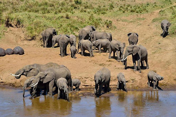 8 Days Tanzania Simba Luxury Safari - FAQ
