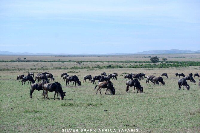 8 Days: Tsavo East National Park Amboseli, Nakuru, Maasai Mara Park - Real-World Insights from Travelers