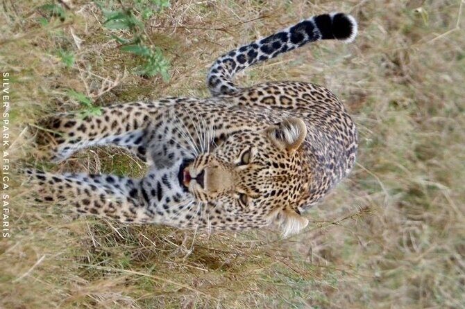 8 Days: Tsavo East National Park Amboseli, Nakuru, Maasai Mara Park - Concluding Thoughts