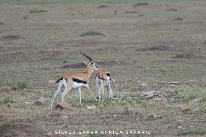 8 Days: Tsavo East National Park Amboseli, Nakuru, Maasai Mara Park - FAQ
