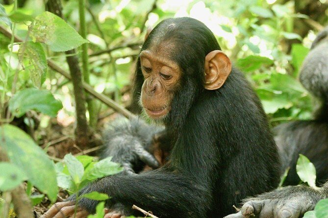 8 days Uganda Primate & Wildlife safari tour - Exploring Uganda’s Top Parks and Highlights