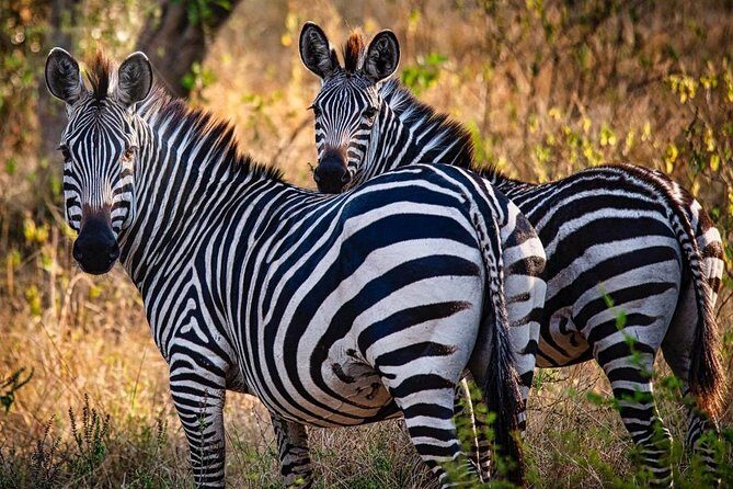 8 Days Uganda Primates Safari - Who This Tour Is Best For