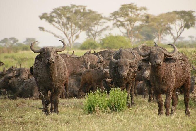 8 Days Uganda Primates Safari - Final Thoughts