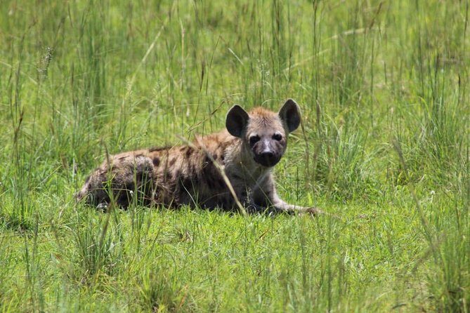 8 Days Uganda Primates Safari - FAQ