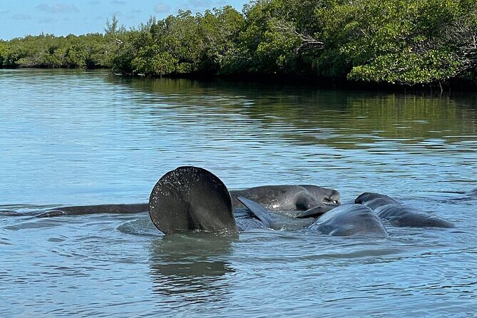 8-Hour Jungle Tour and Lagoon Passage to the Ocean in Fort Pierce - Authentic Reviews and Highlights