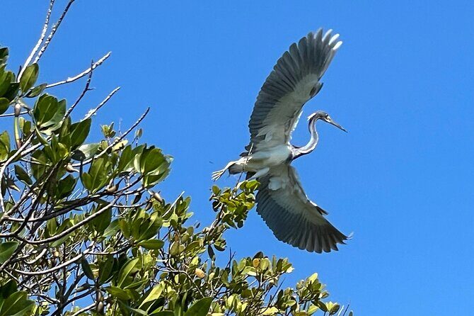 8-Hour Jungle Tour and Lagoon Passage to the Ocean in Fort Pierce - Practical Considerations
