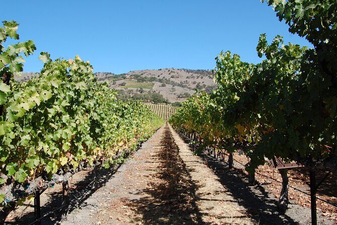 8 Hour Napa or Sonoma Wine Tour in Private Limousine - FAQs
