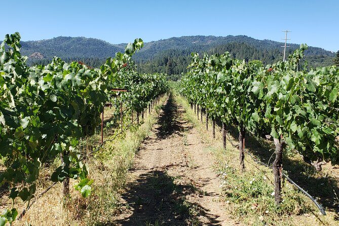 8 Hour Napa Valley Wine Tasting Tour from San Francisco - An In-Depth Look at the Napa Valley Private Wine Tour