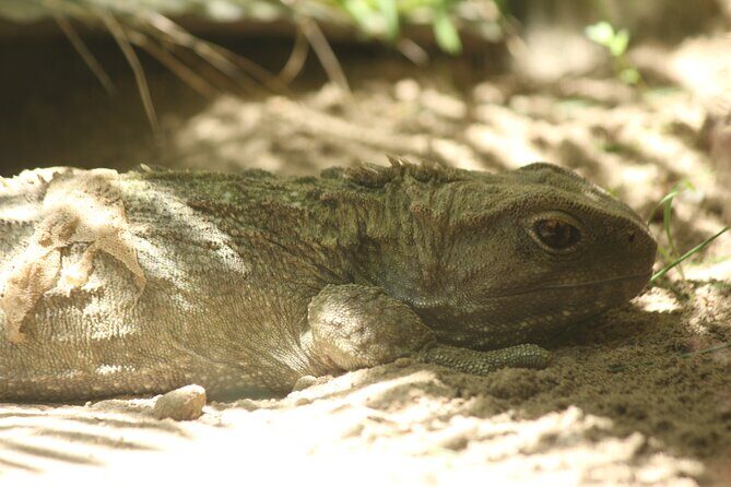 8-Hour Private Scenic Kapiti Coast Tour from Wellington - Nga Manu Wildlife Centre