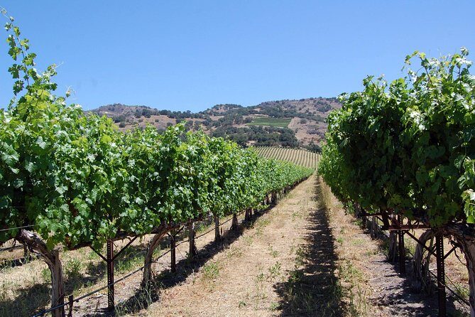 8 Hour Private Tour in Napa Valley Winery - An In-Depth Look at the Napa Valley Private Tour