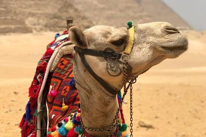 8-hours private tour Giza pyramids, lunch, camel ride and Egyptian museum - What’s Included and What’s Not