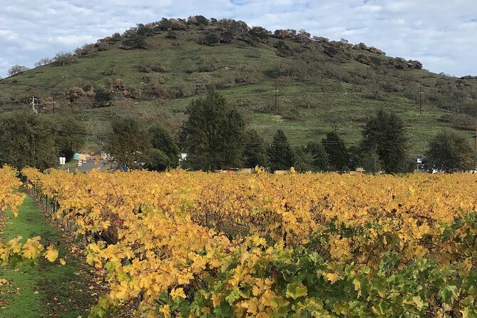 8hr Private Sonoma and Napa Wine Tour from San Francisco.XL SUV - Practical Tips for Future Travelers
