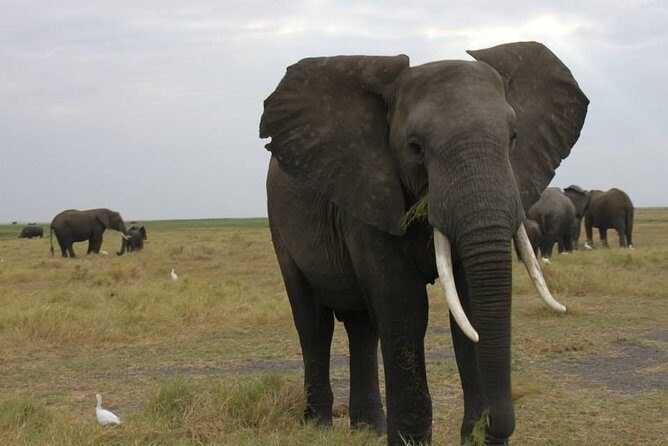 9 Day Best Of Northern Botswana & Victoria Falls - Mix of WildCamping & Lodges - A Practical Overview of the Tour