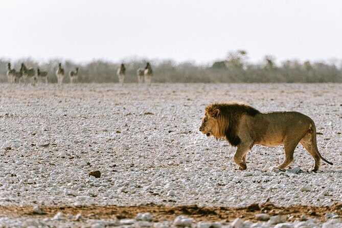 9 Day Canyons, Dunes & Wildlife Camping and Lodge Safari - Final Verdict