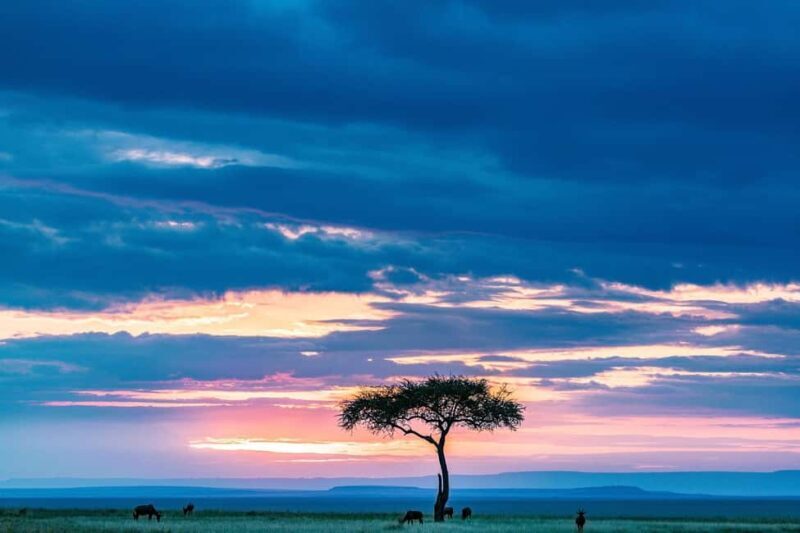 9-Day Elewana Luxury Nairobi Amboseli Meru & Mara Fly In - Key Points