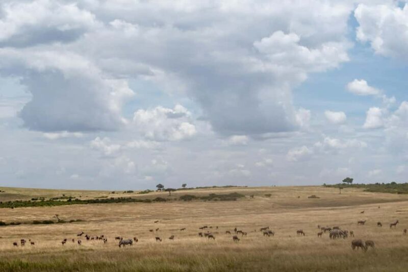 9-Day Elewana Luxury Nairobi Amboseli Meru & Mara Fly In - An In-Depth Look at the Tour Experience