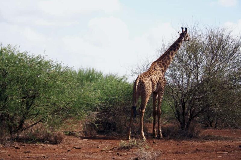 9-Day Elewana Luxury Nairobi Amboseli Meru & Mara Fly In - Who Should Consider This Tour?