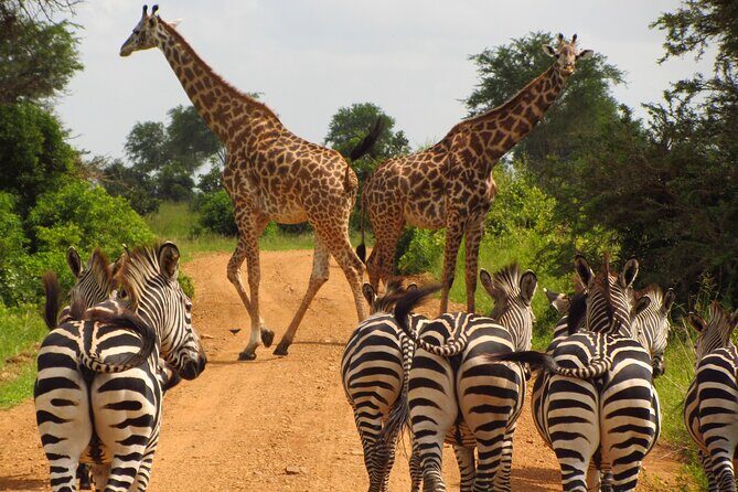 9-Day Enchanting Tanzania Safari -High End All Inclusive - What Makes This Tour Special?