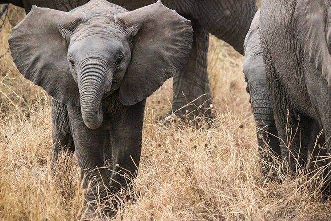 9-Day Enchanting Tanzania Safari -High End All Inclusive - The Sum Up: Who Is This Safari For?