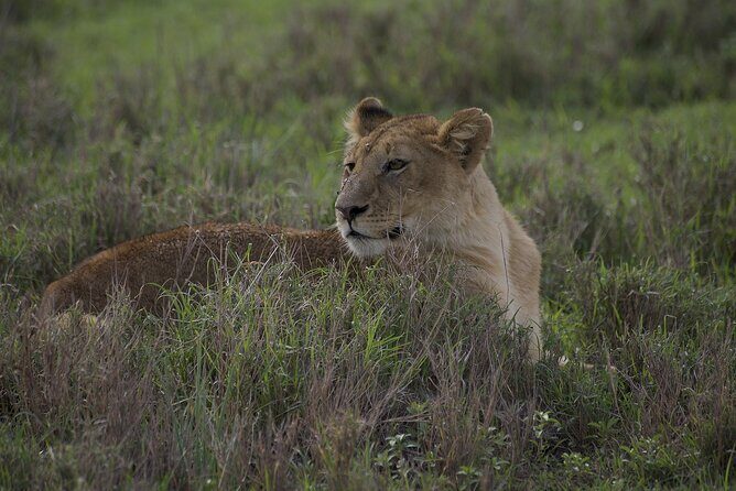 9-Day Enchanting Tanzania Safari -High End All Inclusive - Frequently Asked Questions