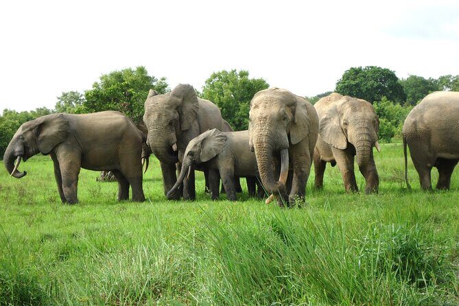 9 Day Ghana Wildlife and Culture Tour - Day 9: The Final Day and Reflection