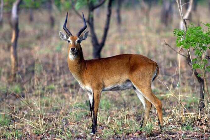 9 Day Ghana Wildlife and Culture Tour - Overall Value and Experience