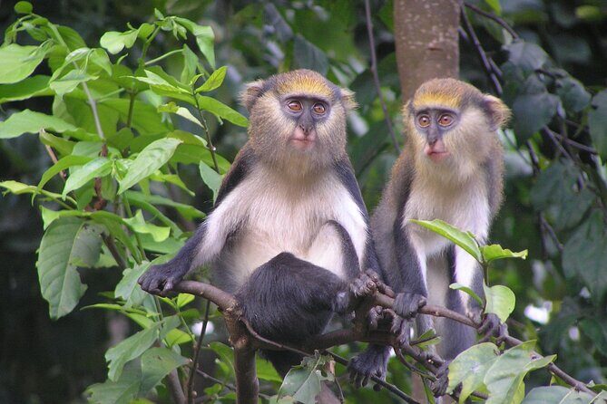 9 Day Ghana Wildlife and Culture Tour - Who Will Love This Tour?