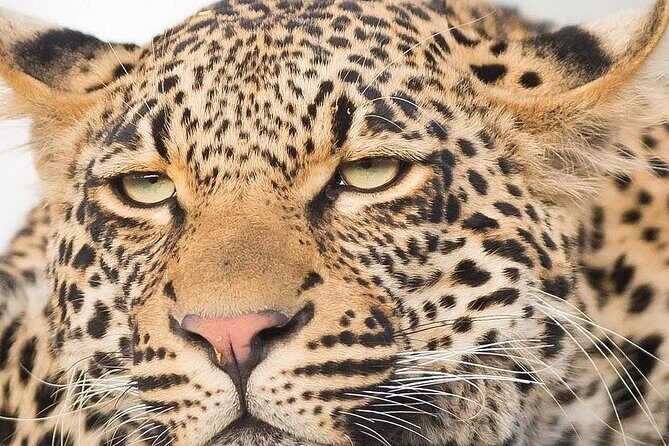9 day Luxury Kruger Park Safari & Cape Town Tour - Key Points