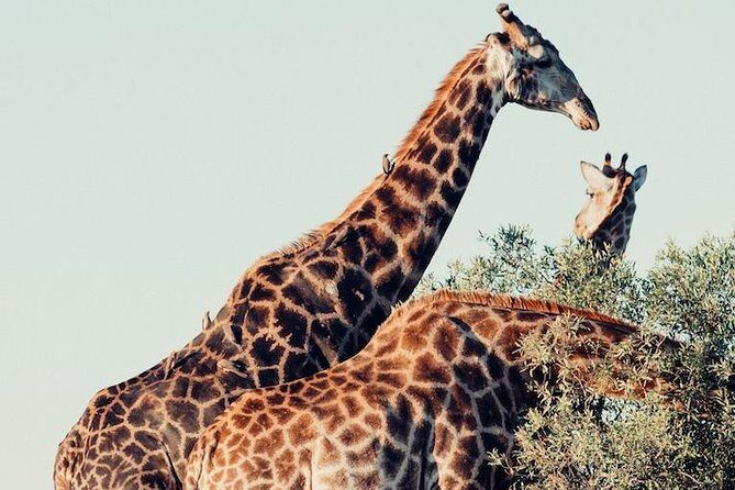 9 day Luxury Kruger Park Safari & Cape Town Tour - Who This Tour is Best For